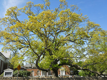 Basking Ridge in the Revolutionary War