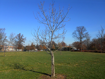 Oak Tree Pond Historic Park