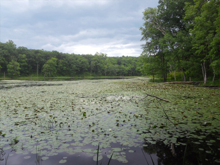 Muckshaw Ponds