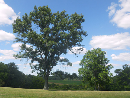 Monmouth Battlefield State Park